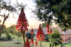 Alloes at Dusk