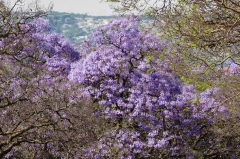 Pretoria in Bloom