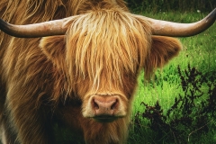 Highlander (2023)