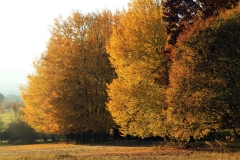 Kirdorferfeld