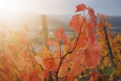 Winelands