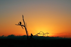 Bushveld Dawn (Zabula)
