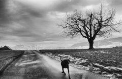 The Walk (2011)